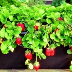jak-uzyskac-swieze-truskawki-bez-ogrodu-w-dowolnym-momencie-sekrety.webp.webp